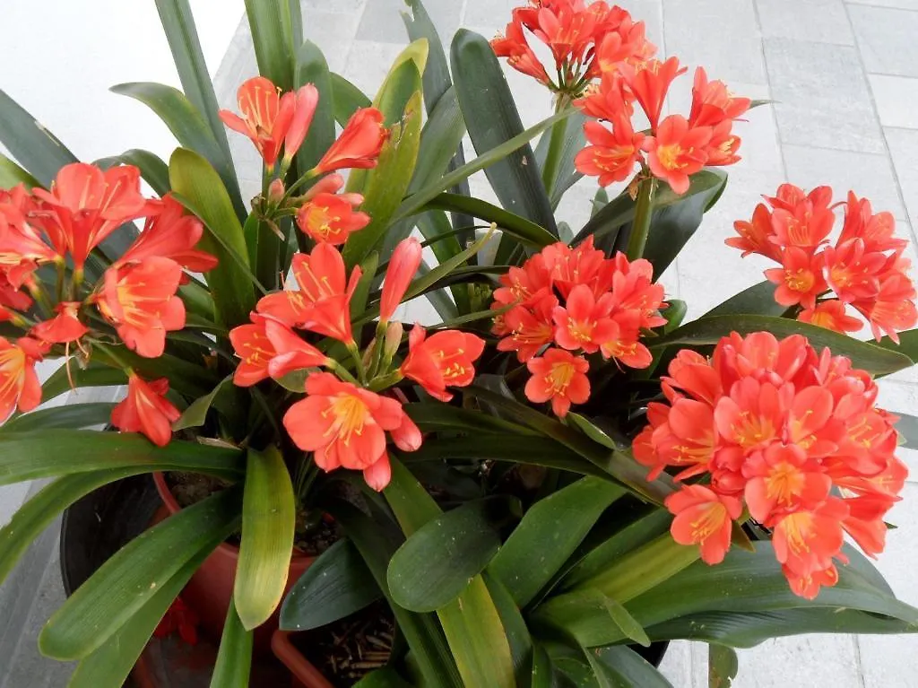 Bed & Breakfast Villa Clivia Concordia Sagittaria Italy